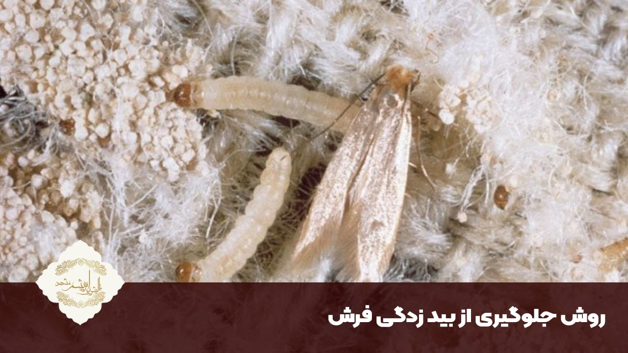 جلوگیری از بید زدگی فرش