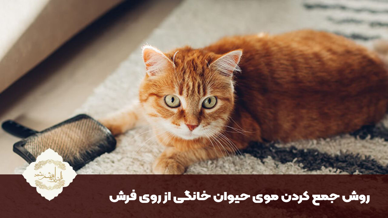 جمع کردن موی حیوان خانگی از روی فرش
